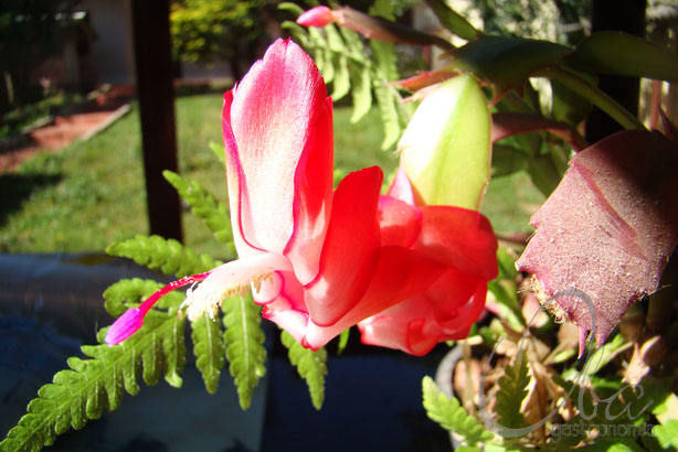 flor de maio