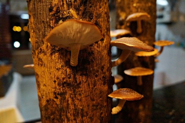 Shitake na tora 2