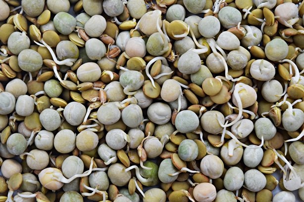 Brotos greminados