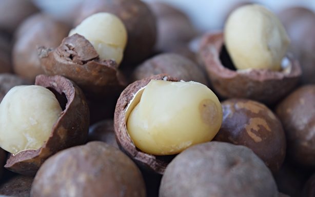 Macadamia