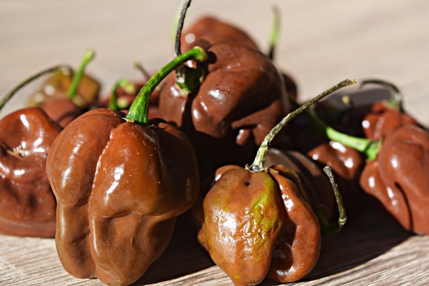 Pimenta Habanero Chocolate