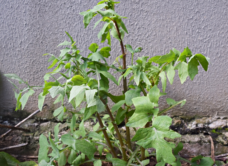 Serralha